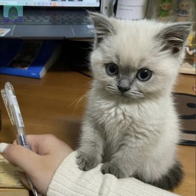 najenini's profile picture. 