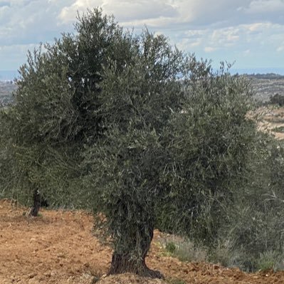 Palesti13542989's profile picture. 