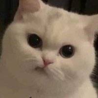 all_time_high🟣⌘🛠️🐽 (@mmrjung) 's Twitter Profile