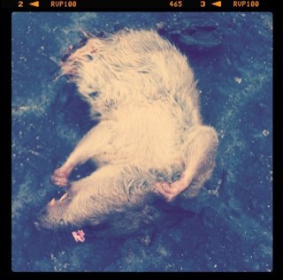 trvthless's profile picture. 