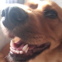 TuGa MaRiNaKis (@lourenco_ajm) 's Twitter Profile
