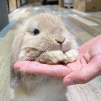 m (@puppybrainfrot) 's Twitter Profile