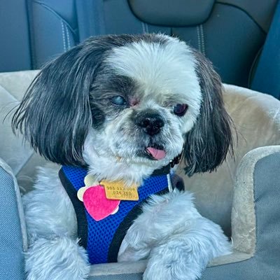 MotherOfMonte's profile picture. 