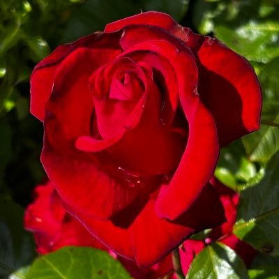 #motorsports 🏎️ #gardening💐 and hopefully a cure for #MND 💊🦠can soon be found 🙏🏼i hate what it can do to a family! 😔
