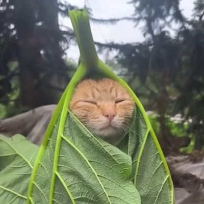 Ilaysusaliha's profile picture. beni kelam dersine boun