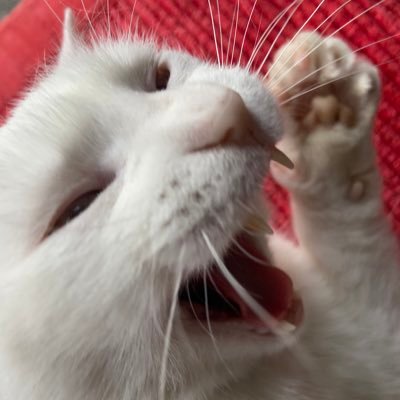 fedecircle's profile picture. Milan📍 24