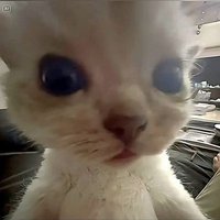 Nokta 🔜 Victoria Gaming 2 (@nocta2719) 's Twitter Profile