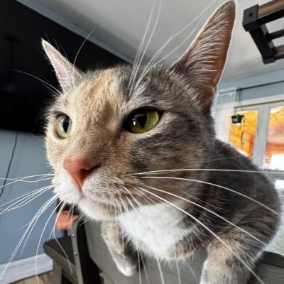 _torim1's profile picture. professional overthinker 🤷🏻‍♀️