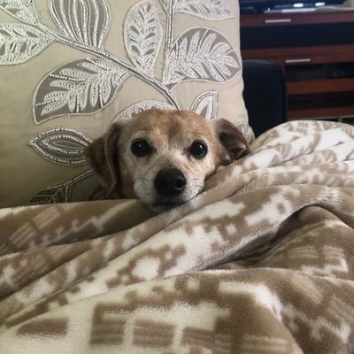 llhypheny's profile picture. 