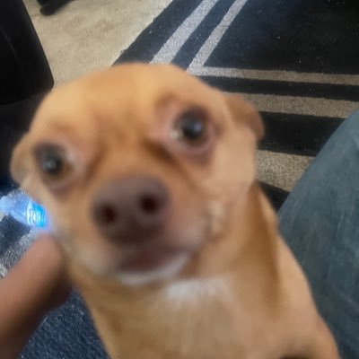 Cheesesticks543's profile picture. a guy that loves cars