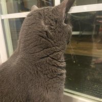 Spooky_Frog (@frogrl9) 's Twitter Profile