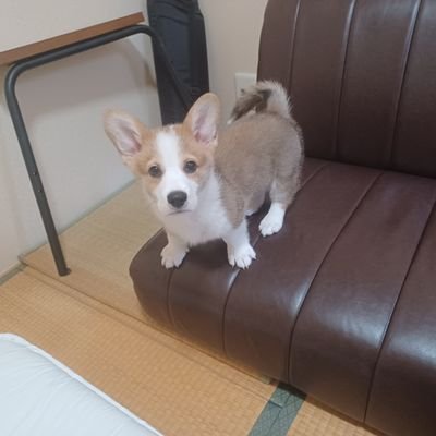 serodinosaur's profile picture. セロサウルス日記
うちのコーギーが世界一可愛い！
2025年3月9日生まれ