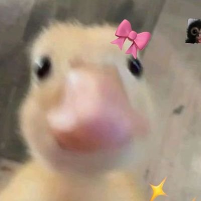 NouraAhmed2913's profile picture. 