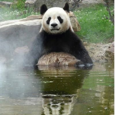 fuwafuwamofuri's profile picture. 2024/10 多発性骨髄腫診断　2025/3
自家末梢血幹細胞移植　無言フォローごめんなさい　気軽に♥押しがち
❤は共感✼応援✼感謝の意　病気関連は自分用備忘録です　楽しいことも呟きたい
調子に乗りやすい変なオバチャン　　　かまって頂けると喜びます　ぱんだ🐼と呼んでね？
投資エロ垢即ブロックします