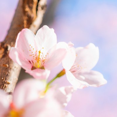 🌸Your journey through Japan will become a lasting memory—rich with inspiration, wonder, and moments of discovery.
🗾https://t.co/HVbS2wEkyV