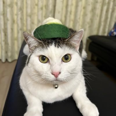 キャットバルーンさんのプロフィール画像