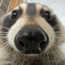 Just a girl that likes raccoons | Blorddd#3785 | Bishova is enough to make a grown woman cry, and that’s ok