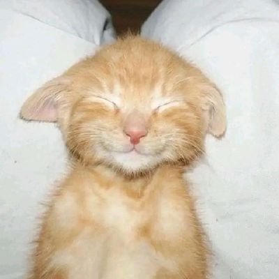 LiaoBoyfriendss's profile picture. HAI!