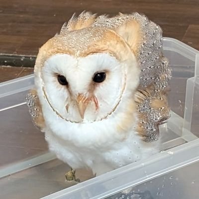 生き物アカウント
おそらく1日1回ペットの写真呟きます
動取取得済み:伊管R第5-2号