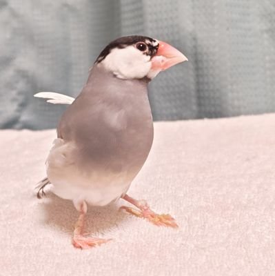 千鶴🐥さんのプロフィール画像