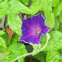 Jane Royse Roskowski - @1Banrion - Twitter