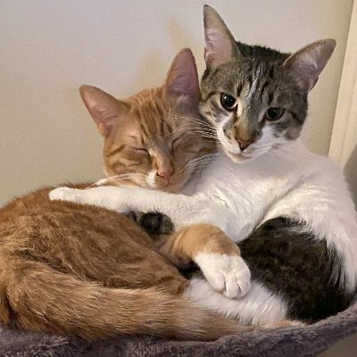 _SacredOrgans_'s profile picture. 