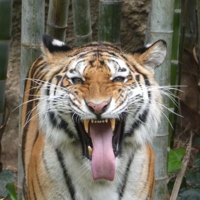 白狗🐅さんのプロフィール画像