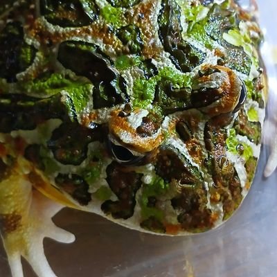 三重県にて動植物等の販売ブリーディング等をしています。
開店を目指して準備をしています。
津販第27-3号
通販動植物取り寄せ対応します。(爬虫類哺乳動物は通販不可です。)
生き物好きな方宜しくお願いします。