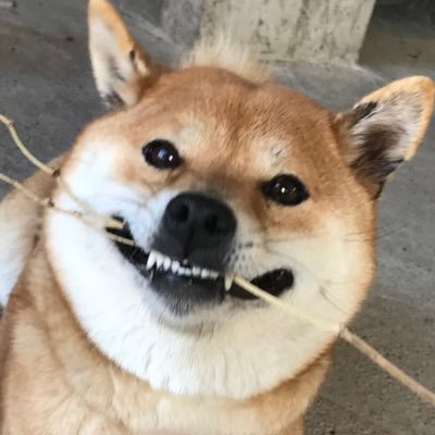 もや🐶ྀིさんのプロフィール画像