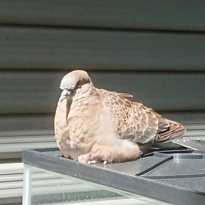 n1sh_666's profile picture. 