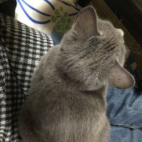 ネコの後ろ姿🐈⬛ (@_mii3131_) 's Twitter Profile