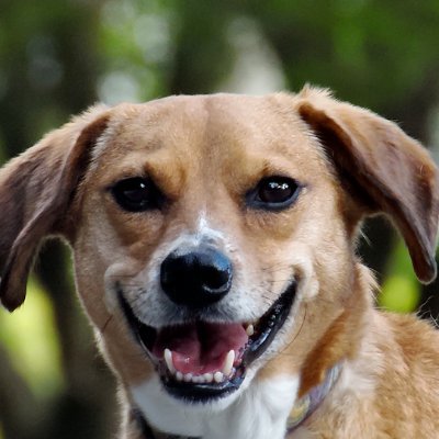 bigdickdooby's profile picture. Just a dog building on the w3b, woof  🚀 📈 🕸️  #web3 
https://t.co/EzYJ3B73ui
