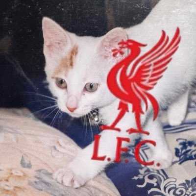 Liverpool FC サポーターです🏆 マクアリスター加入からの新規ファンです 無言フォロー&いいね失礼します🙇 ⚽️/🍺/🇦🇷/ 普通にfootballが好きですフォロバ100!