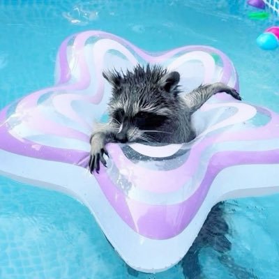 waccoonn's profile picture. social journalist AKA shit talker. open-source researcher AKA nosey