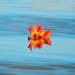 drsuejackson's profile picture. Mindfulness in motion: Helping you to find flow in what you do.