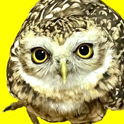 アナホリフクロウひなた(♂12歳)ひまり(♀8歳)の日常を不定期で掲載。フォローは気まぐれな奴です… Burrowing Owl ☆HINATA・HIMARI ☆ドール&hyde垢作りました→@666hinahima