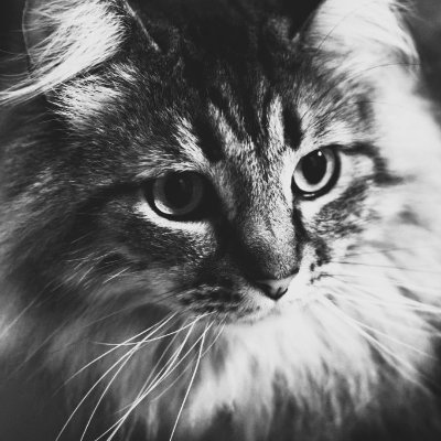 schubartz_'s profile picture. It's like drowning but you just won't fucking die