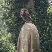 Ian (@iansdailynature) 's Twitter Profile Photo