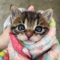 코냥이 금비 (@goldbee_thecat) 's Twitter Profile