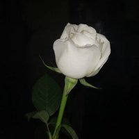장미_𝐁. (@b_roseblanche) 's Twitter Profile Photo 장미_𝐁. (@b_roseblanche) 's Twitter Profile Photo