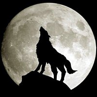 گرگ وحشی (@hsbhsb52) 's Twitter Profile