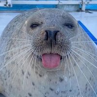 daily seals! 🦭🌊 (@1sealluvr) 's Twitter Profile Photo daily seals! 🦭🌊 (@1sealluvr) 's Twitter Profile Photo
