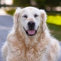 釧路で電気自動車を乗り回す犬 (@946ev) 's Twitter Profile