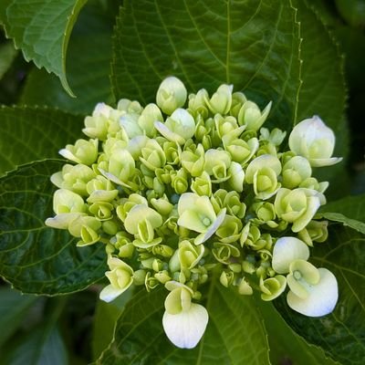 harumi_oigawa's profile picture. 