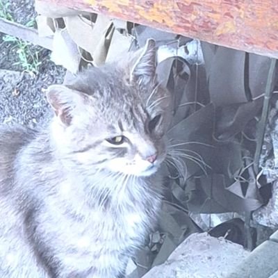 n0cterna1's profile picture. до глубины души убитый но не мёртвый.