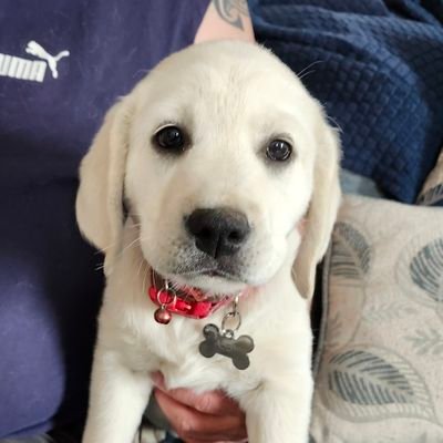 Polar Bear English Labrador Retriever. The best thing to happen to humuns since Sir Bentley 🌈Daisy🌈Allee🌈🐶 Humum: @lauralosingmind 🐾🐾