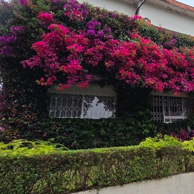 Olga_Bugenvilia's profile picture. Затишок всередині – дорожче ніж будь-які спокуси тимчасового задоволення