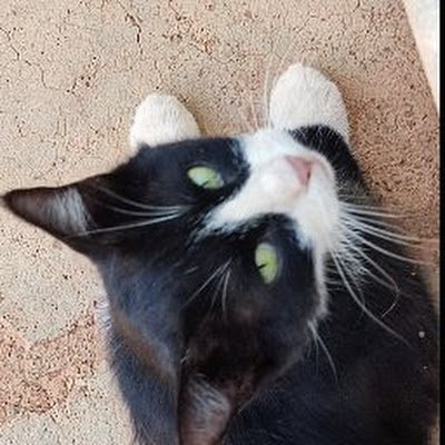 choagani58355's profile picture. 