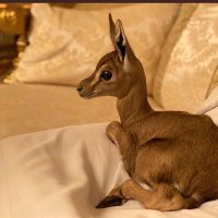 26 (@a_eee1) 's Twitter Profile