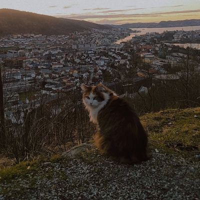 ayshanidd's profile picture. just a kind